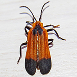 Lycus trabeatus